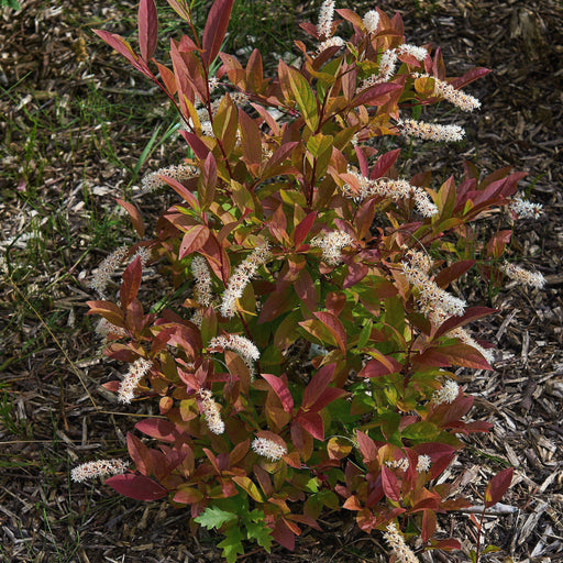 Sweetspire, Henry's Garnet Sweetspire