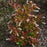 Sweetspire, Henry's Garnet Sweetspire