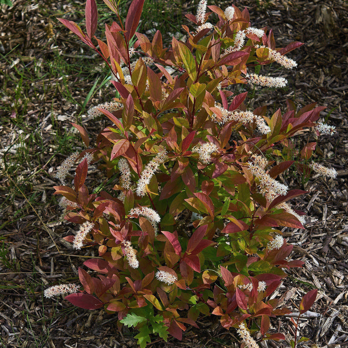 Sweetspire, Henry's Garnet Sweetspire