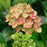 Hydrangea, Next Generation® Pistachio Hydrangea