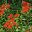 Milkweed, Butterfly Weed