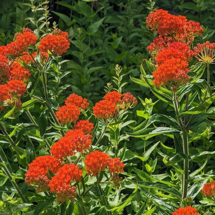 Milkweed, Butterfly Weed