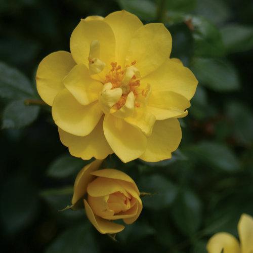 Rose, Oso Easy Lemon Zest® Rose