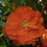 Flowering Quince, PW® Double Take™ Orange Flowering Quince