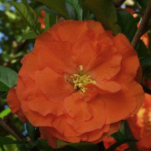 Flowering Quince, PW® Double Take™ Orange Flowering Quince