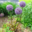 Allium, Medusa Ornamental Onion