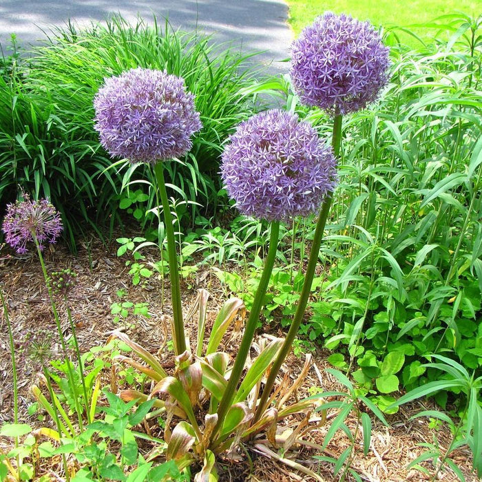 Allium, Medusa Ornamental Onion