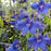 Delphinium, Blue Butterfly Delphinium