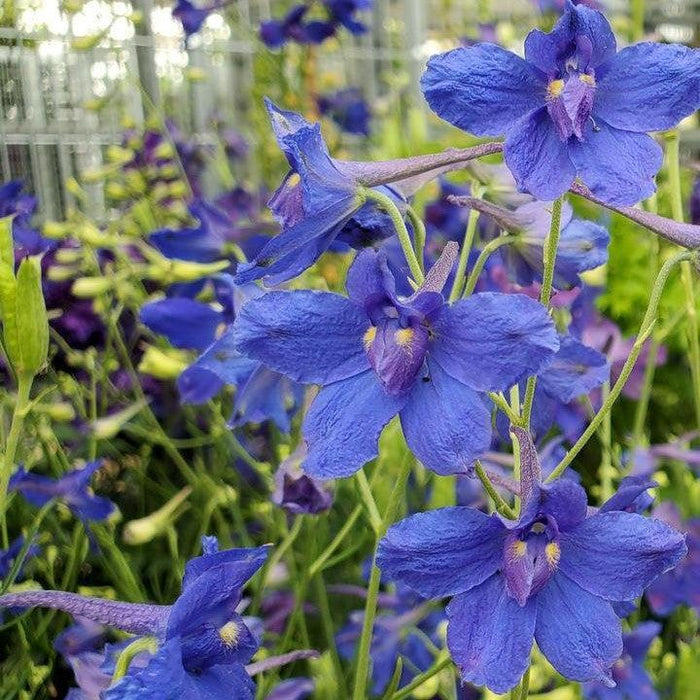 Delphinium, Blue Butterfly Delphinium