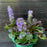 Bugle Weed, Black Scallop Bugle Weed