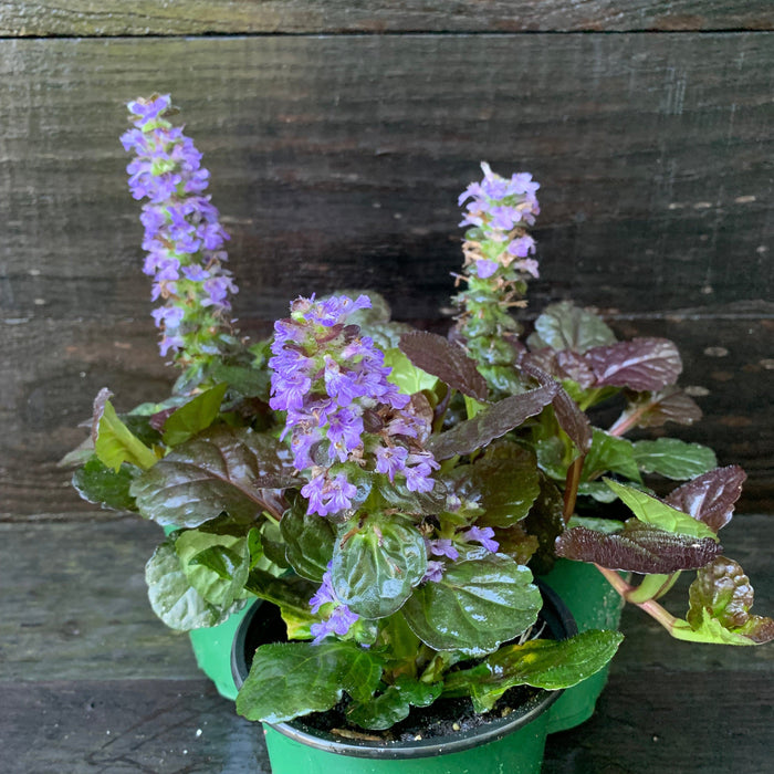 Bugle Weed, Black Scallop Bugle Weed