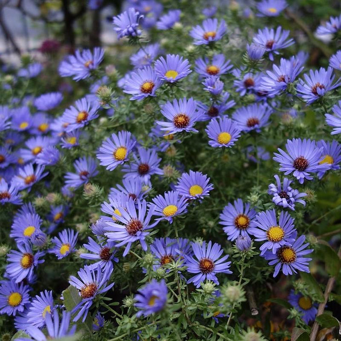 Aster, October Skies Aromatic Aster
