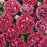 Dianthus, Fruit Punch® Cherry Vanilla Dianthus