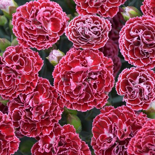 Dianthus, Fruit Punch® Cherry Vanilla Dianthus