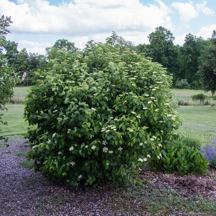 Viburnum, Autumn Jazz Viburnum