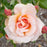 Rose, Mother of Pearl Grandiflora Rose