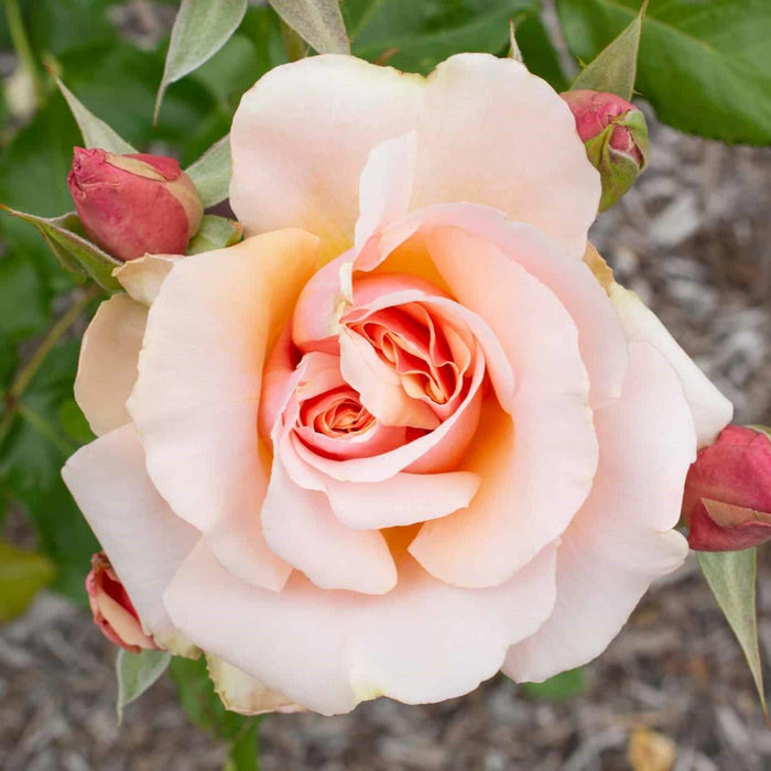 Rose, Mother of Pearl Grandiflora Rose