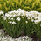 Iris, Swans In Flight Siberian Iris