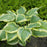 Hosta, PW® Shadowland® Seducer Hosta