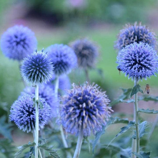 Thistle, Blue Glow Globe Thistle