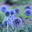 Thistle, Blue Glow Globe Thistle