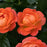 Rose, Orange Glow™ Knock Out® Rose