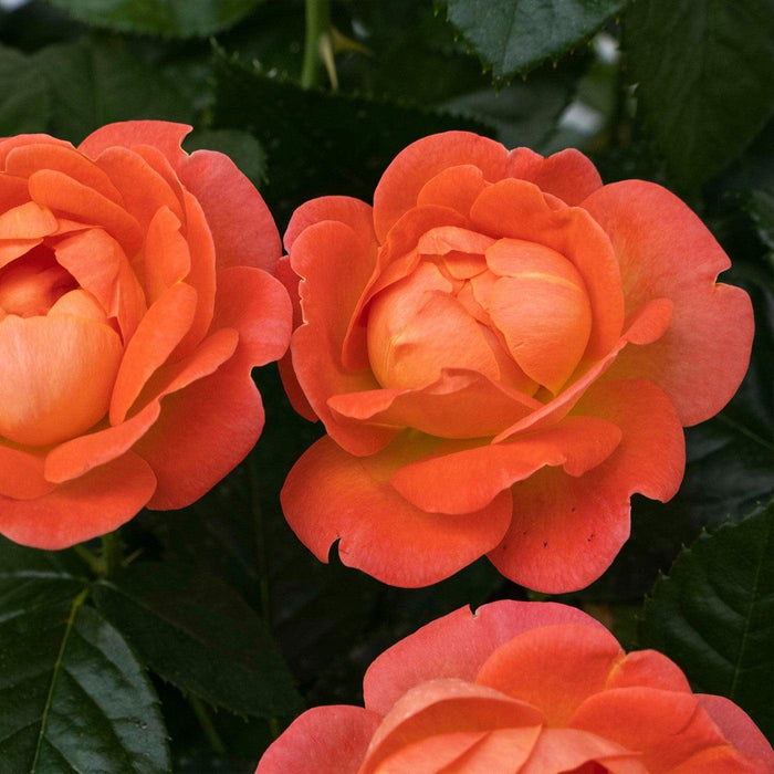 Rose, Orange Glow™ Knock Out® Rose