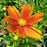 Tickseed, Lil' Bang™ Darling Clementine Tickseed