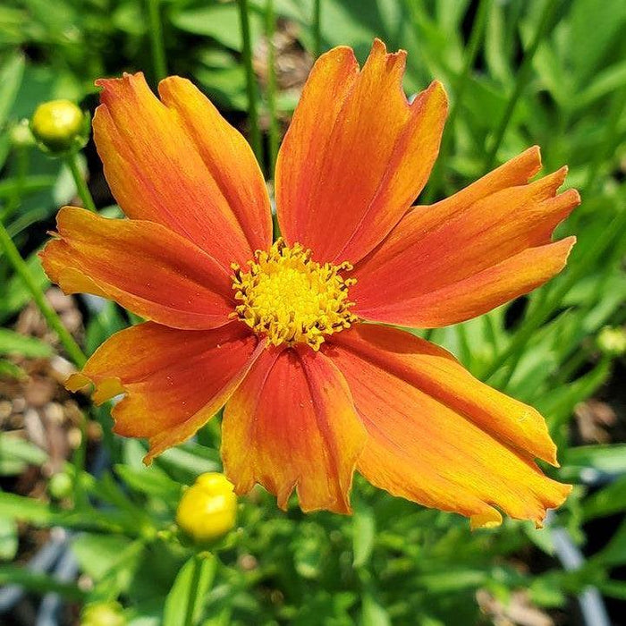 Tickseed, Lil' Bang™ Darling Clementine Tickseed