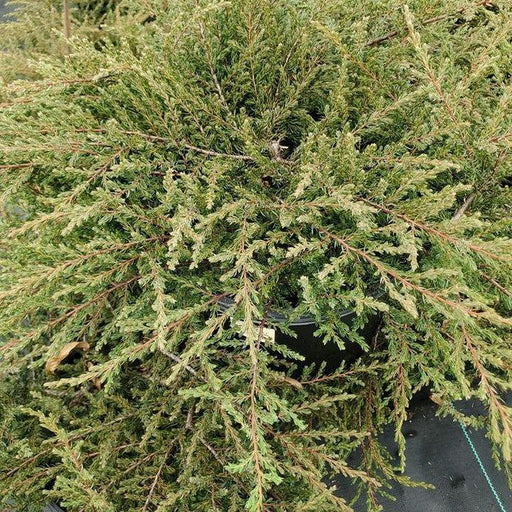 Juniper, Alpine Carpet® Juniper