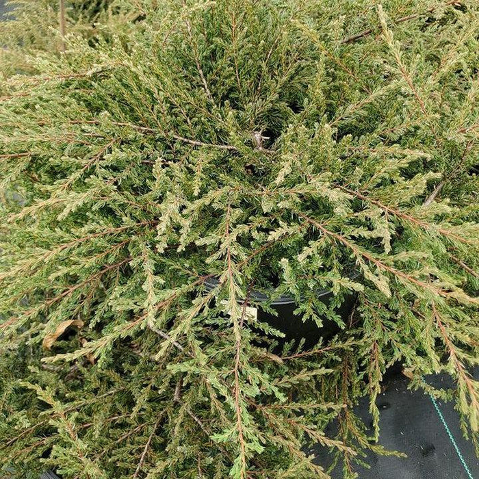 Juniper, Alpine Carpet® Juniper
