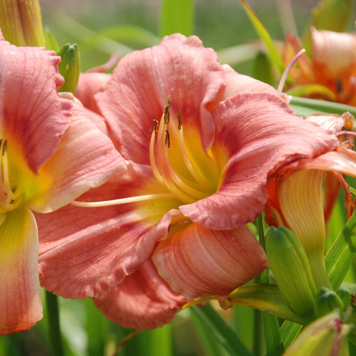 Daylily, Rosy Returns Daylily