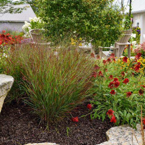 Grass, Prairie Winds® Cheyenne Sky Switch Grass