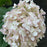 Hydrangea, Invincibelle® Wee White Smooth Hydrangea