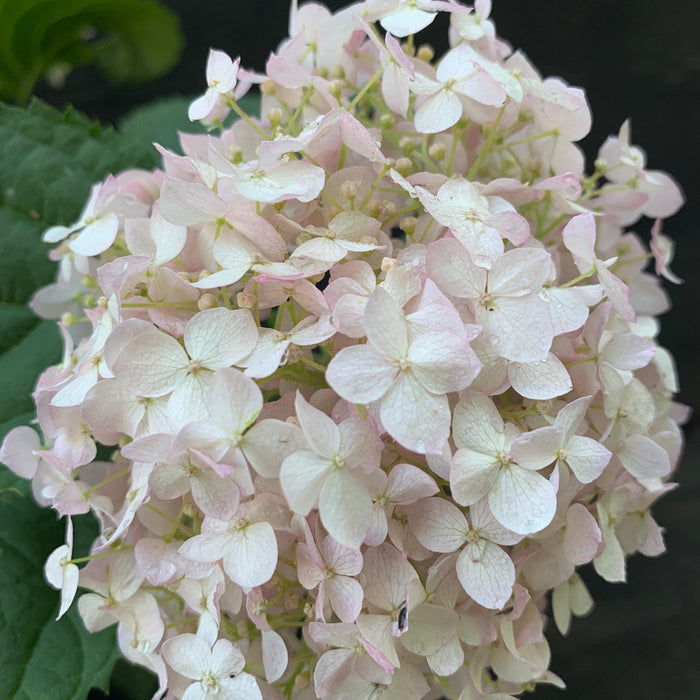 Hydrangea, Invincibelle® Wee White Smooth Hydrangea