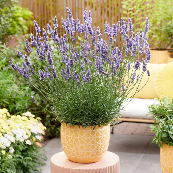 sensational lavender plant Lavender, Sensational!® Lavender — Mackey's