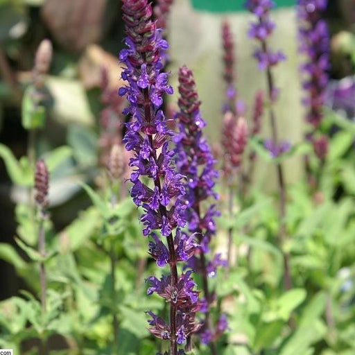 Meadow Sage, Caradonna Meadow Sage