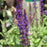 Meadow Sage, Caradonna Meadow Sage