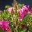 Rose, Lotty's Love Rose