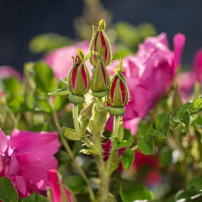 Rose, Lotty's Love Rose