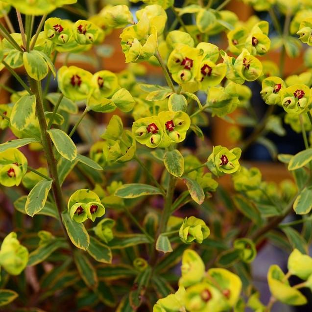 Spurge, Ascot Rainbow Spurge