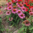 Coneflower, Green Twister Echinacea