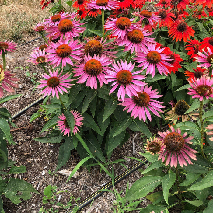 Coneflower, Green Twister Echinacea