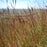 Grass, Red October Big Bluestem