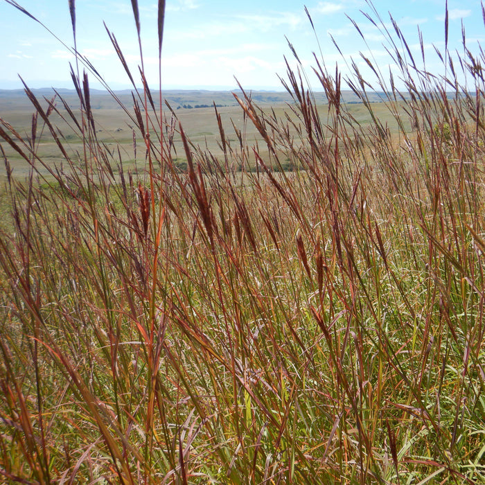Grass, Red October Big Bluestem