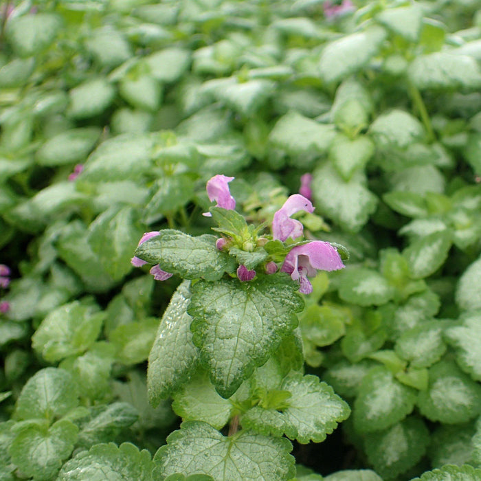 Lamium maculatum 'Red Nancy'  - Red Nancy Spotted Deadnettle