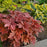 Coral Bells, PW® Fun and Games® Hopscotch Coral Bells