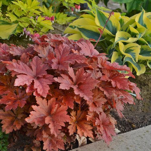 Coral Bells, PW® Fun and Games® Hopscotch Coral Bells
