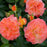 Rose, Oso Easy En Fuego® Rose