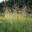 Grass, Tufted Hairgrass